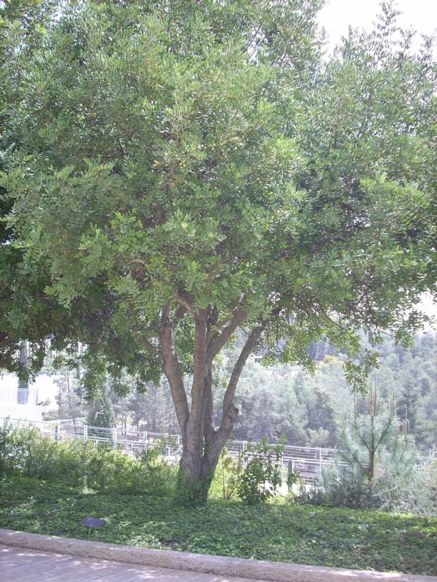 Arbre planté en l'honneur de Justes de nations Karla Weiss, Yad Vashem