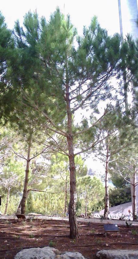 Arbre planté en l'honneur de Justes de nations Maria Babich, Yad Vashem