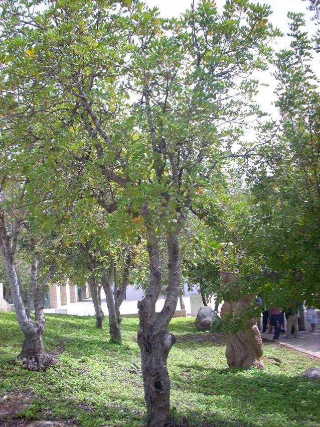 Arbre planté en l'honneur de Justes de nations Pawel Horbaczewski, Yad Vashem