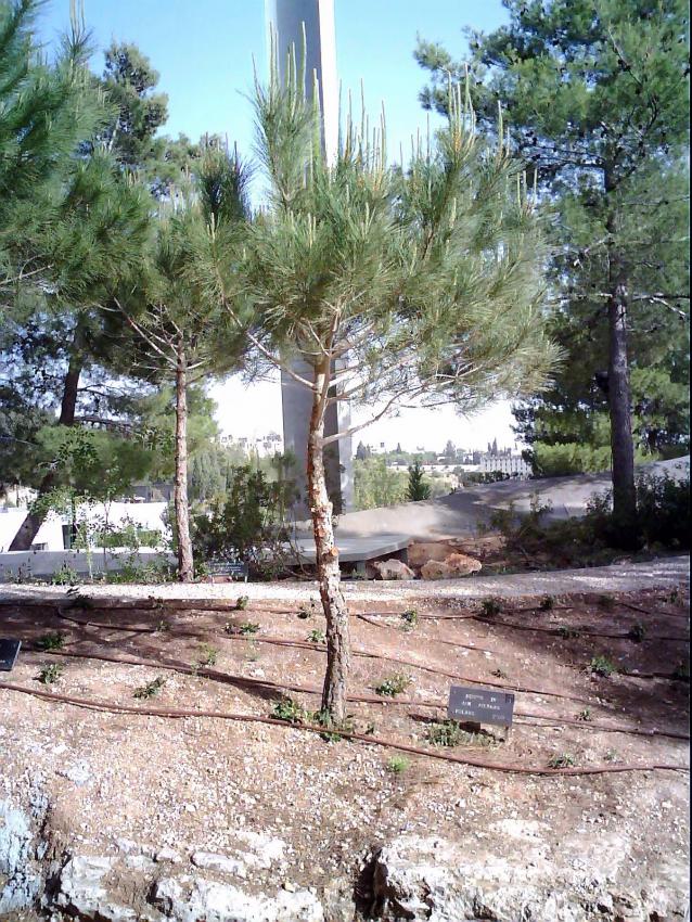 Arbre planté en l'honneur de Justes de nations Jan Pietkun, Yad Vashem