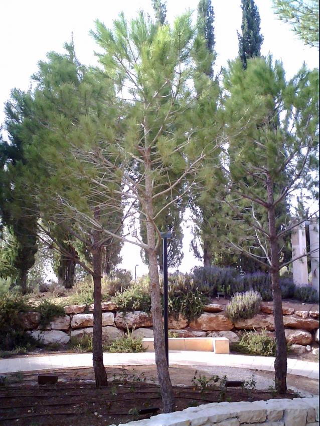 Arbre planté en l'honneur de Justes de nations Ilona Elias, Yad Vashem