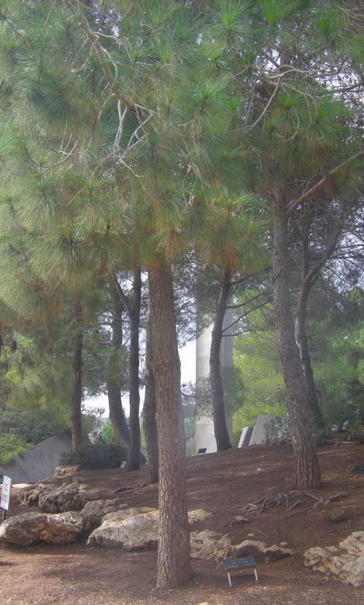 Arbre planté en l'honneur de Justes de nations Helena Korazim, Yad Vashem