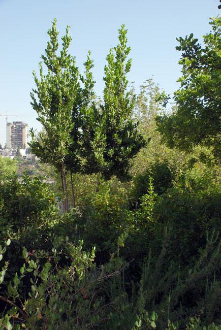 Arbre planté en l'honneur de Justes de nations Maria Charaszkiewicz, Yad Vashem