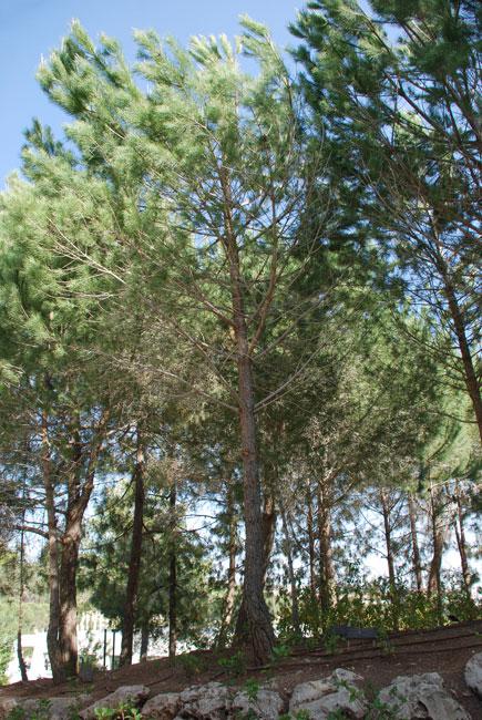 Arbre planté en l'honneur de Justes de nations Zygmunt et Wiktoria Strusinski, Yad Vashem