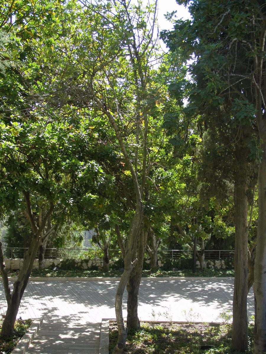 Arbre planté en l'honneur de Justes de nations Alphonse et Emilie Gonsette, Yad Vashem