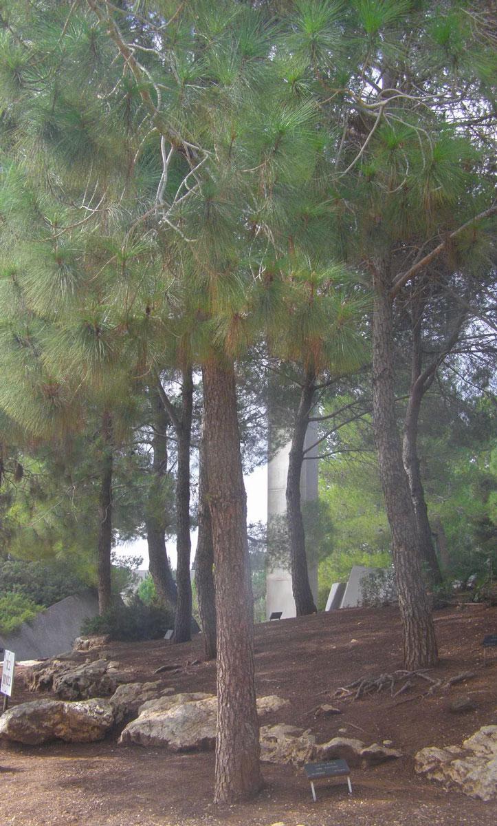 El árbol plantado en honor de la Justa de las Naciones Helena Korzeniewska, Yad Vashem