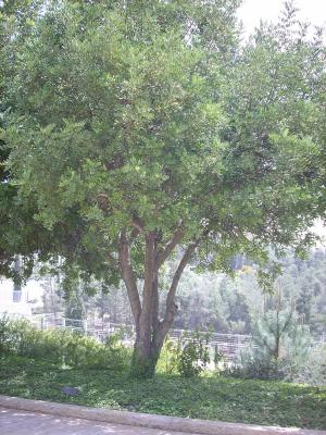 Der Baum, der zu Ehren der Gerechten unter den Völkern Karla Weiss gepflanzt wurde, Yad Vashem