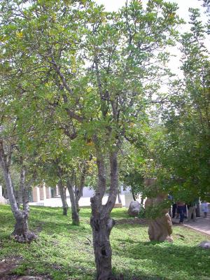 Der Baum, der zu Ehren des Gerechten unter den Völkern Pawel Horbaczewski gepflanzt wurde, Yad Vashem.