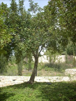 Der Baum, der zu Ehren der Gerechten unter den Völkern Paul und Jeanne Duysenx gepflanzt wurde, Yad Vashem