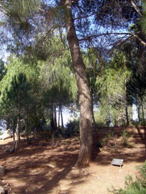 Der Baum, der zu Ehren des Gerechten unter den Völkern Władysław Kowalski gepflanzt wurde, Yad Vashem