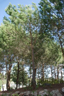 Der Baum, der zu Ehren der Gerechten unter den Völkern Zygmunt und Wiktoria Strusinski gepflanzt wurde, Yad Vashem