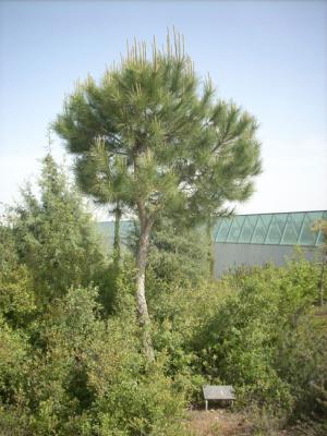 Árbol plantado en honor de Lucien Bunel